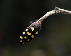 Astraeus crassus