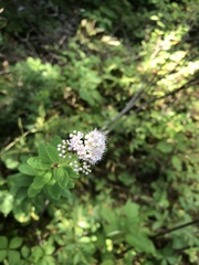 Spiraea alba latifolia
