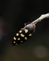 Astraeus crassus