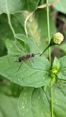 Cryptinae