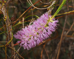 Melaleuca diosmatifolia