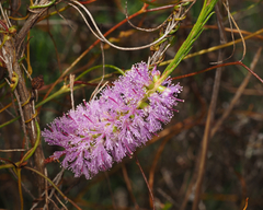 Melaleuca diosmatifolia