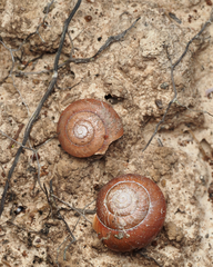 Sauroconcha corneovirens