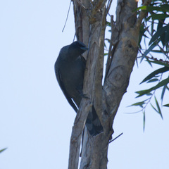 Edolisoma tenuirostre