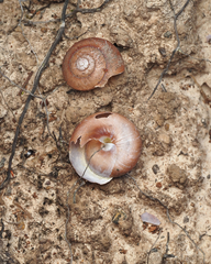 Sauroconcha corneovirens