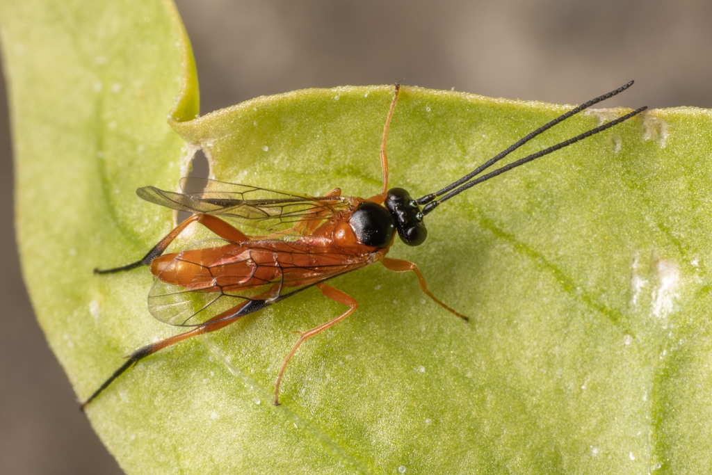 Woldstedtius rubellulus