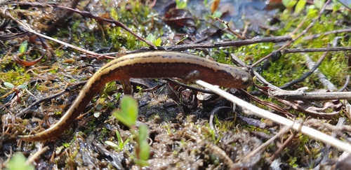 Siberian Salamander