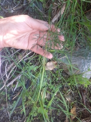 Anisotome filifolia