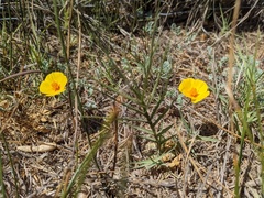 Eschscholzia californica maritima
