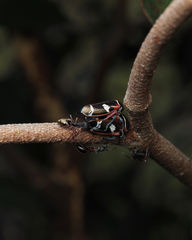 Eurymeloides bicincta