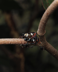 Eurymeloides bicincta
