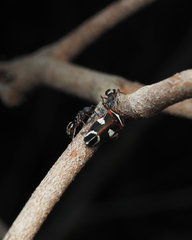 Eurymeloides bicincta