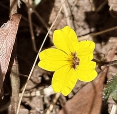 Goodenia rotundifolia