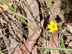 Goodenia rotundifolia