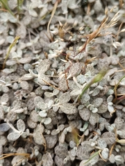 Atriplex buchananii