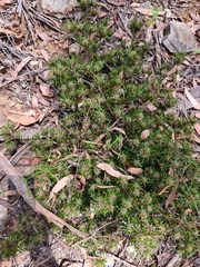 Pultenaea petiolaris