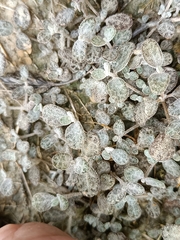 Atriplex buchananii