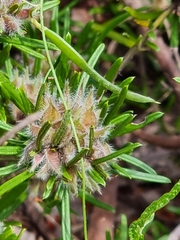 Pultenaea petiolaris