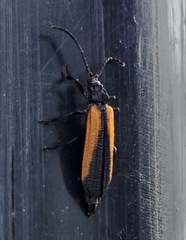 Xylobanus meyricki