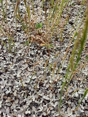 Atriplex buchananii
