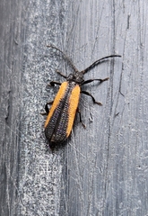 Xylobanus meyricki