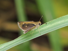 Callimormus saturnus