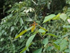 Triadica cochinchinensis