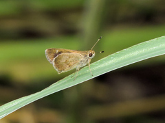 Callimormus saturnus