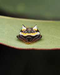 Poecilopachys australasia