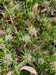 Pultenaea petiolaris