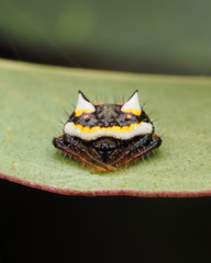 Poecilopachys australasia