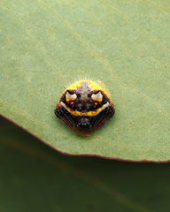 Poecilopachys australasia