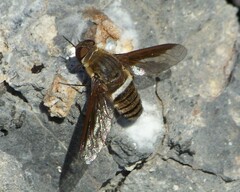 Exoprosopa rostrifera