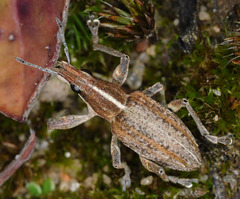 Charagmus gressorius
