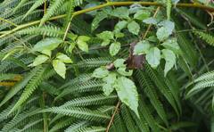 Causonis corniculata