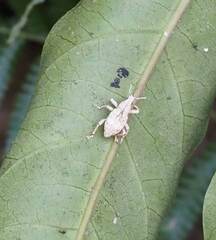 Dermatoxenus caesicollis