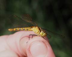 Diplacodes melanopsis