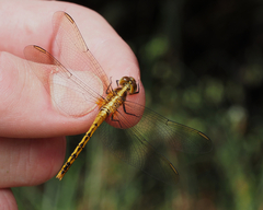 Diplacodes melanopsis