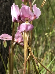 Diuris daltonii