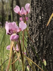 Diuris daltonii
