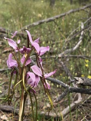 Diuris daltonii
