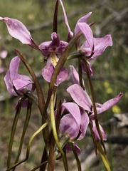 Diuris daltonii