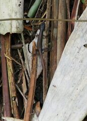 Sphenomorphus indicus