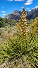 Aciphylla aurea
