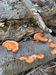 Trametes cinnabarina