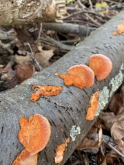 Trametes cinnabarina