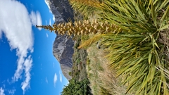 Aciphylla aurea
