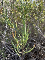 Allenrolfea occidentalis