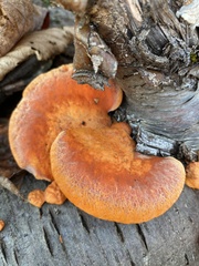 Trametes cinnabarina