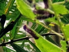 Thyrassia